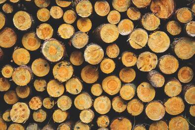 pile of cut logs 
